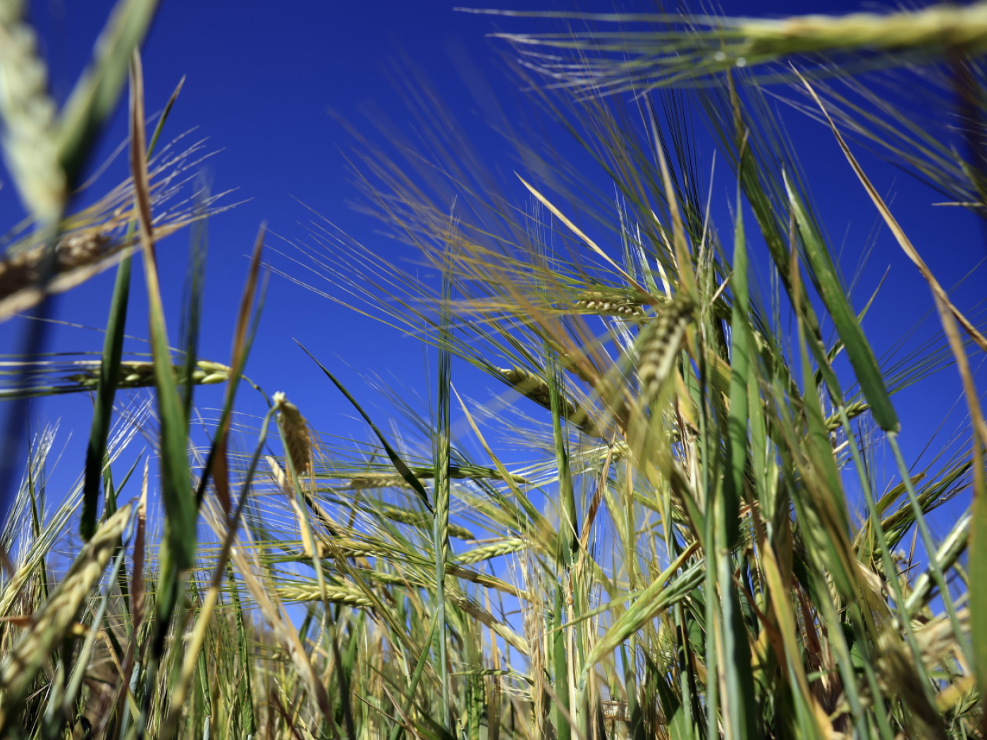 campo di grano verde