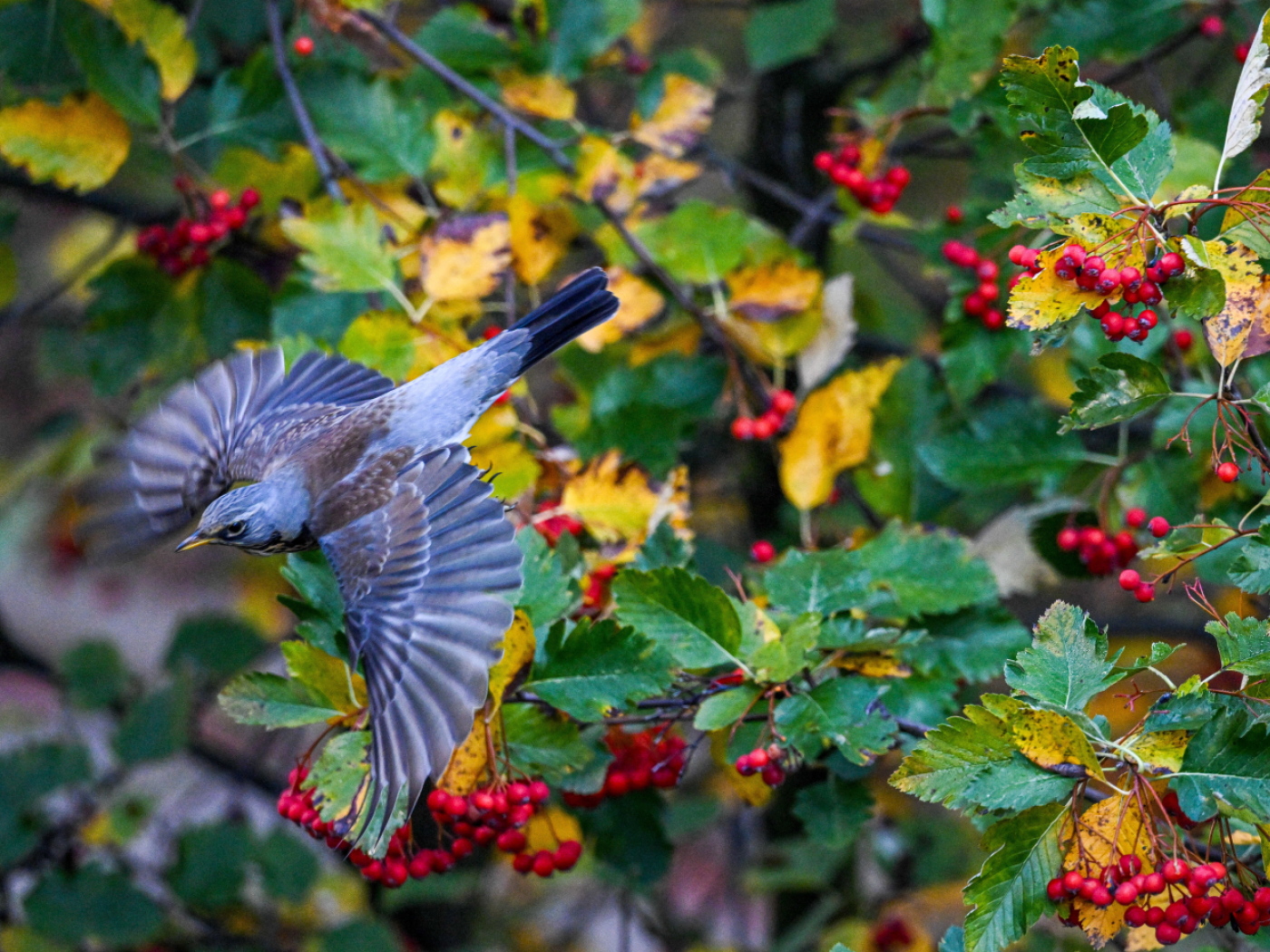 Birds increasingly visit Swiss gardens after onset of winter
