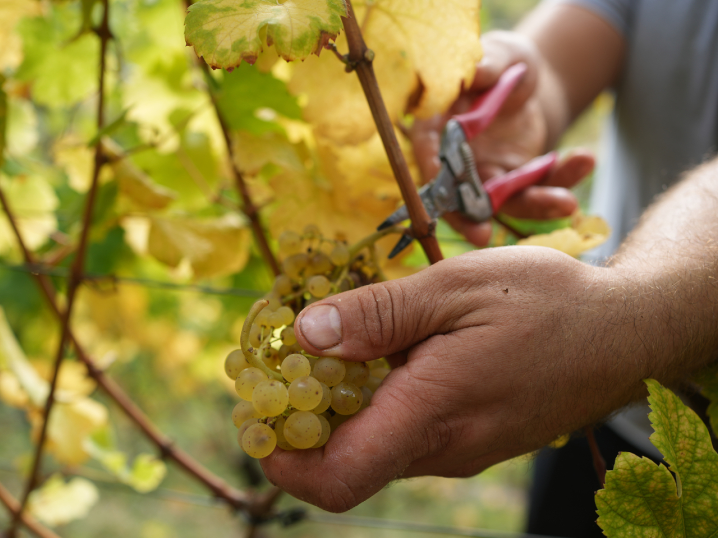 FOAG publishes strategy for better crop protection