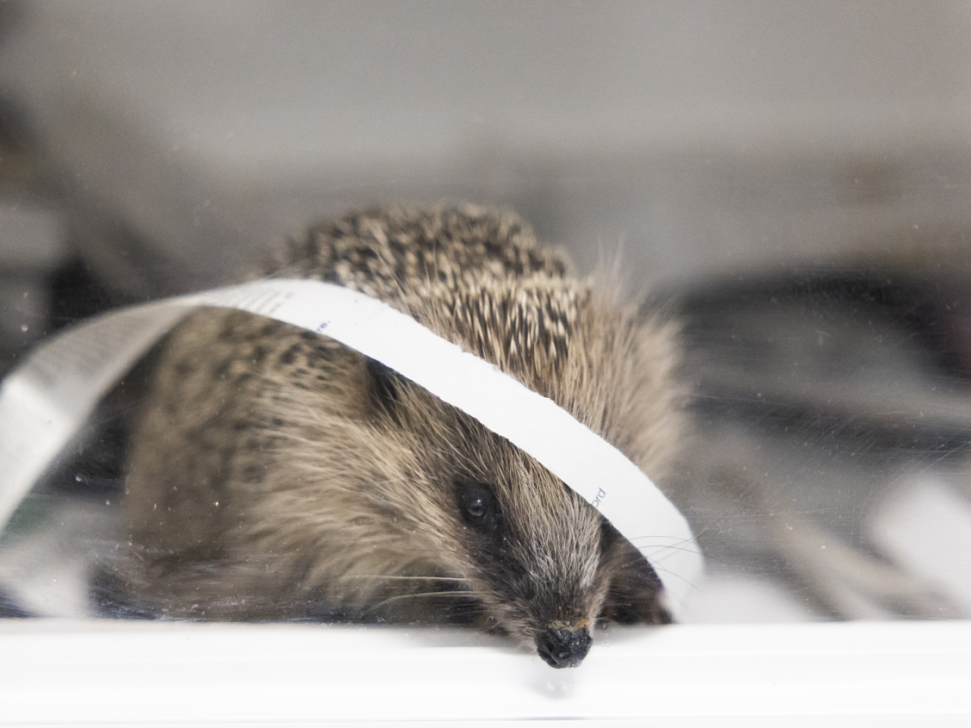 Ms Riccio Il riccio è l'animale dell'anno 2026 - SWI swissinfo.ch