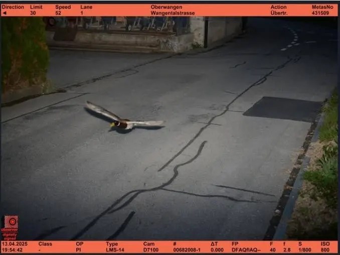 Foto di un germano reale in volo scattata da un autovelox