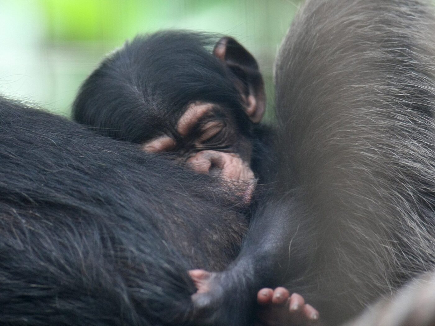 Animal rights activists criticise after chimpanzee birth at Gossau Zoo