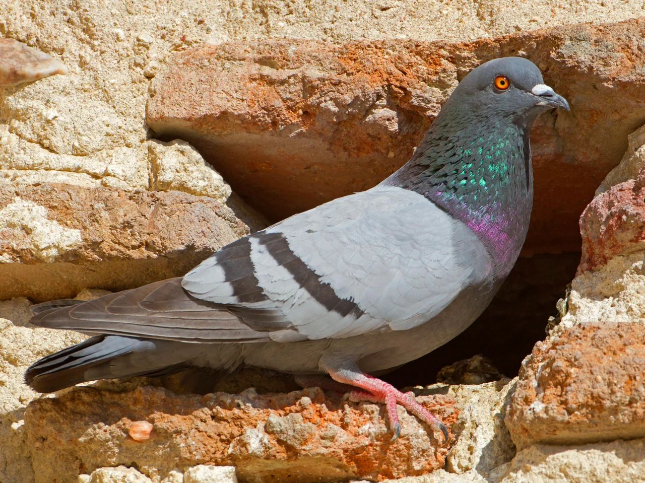 Il colombo di roccia è diventato molto raro e non è presente in Svizzera. Tuttavia, il piccione di strada ne discende. Ha sostituito le scogliere come luogo di riproduzione con nicchie e balconi degli edifici.