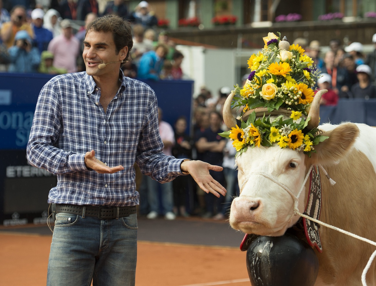 Roger Federer ao lado de uma vaca.
