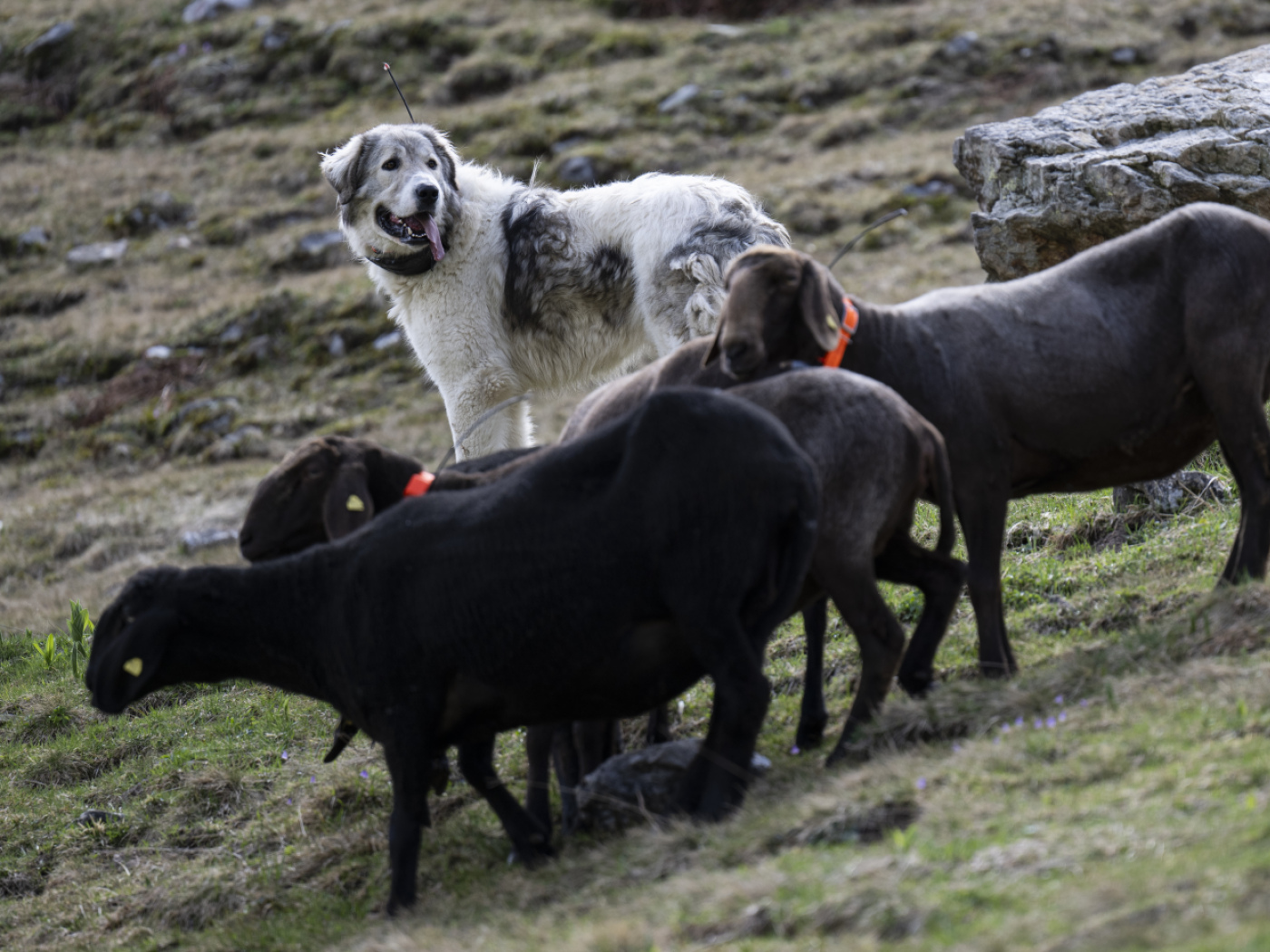 Canton Graubünden kills 35 wolves