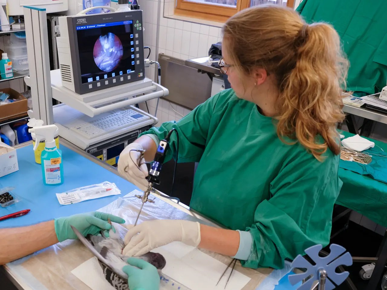 Al lavoro per determinare il sesso del piccione. Se è maschio sarà sterilizzato