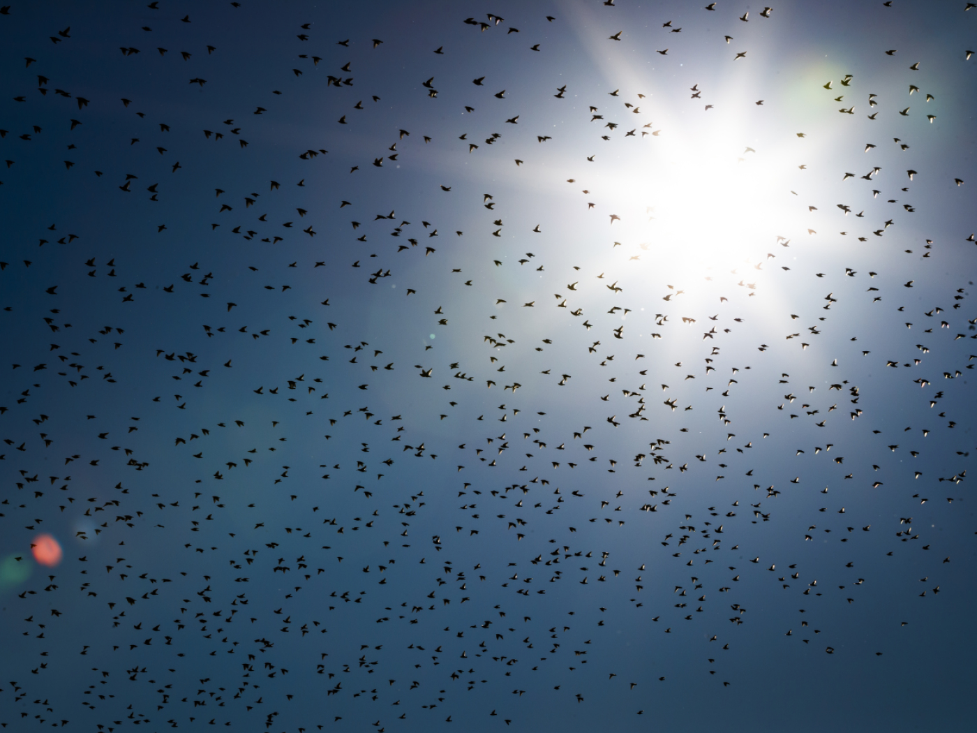 The first migratory birds are back in Switzerland