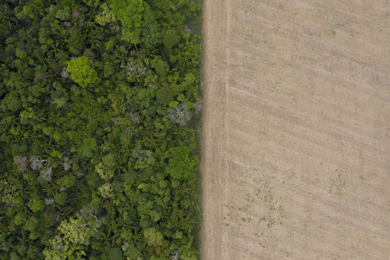 a soy field stands next to a fragment of the Amazon forest at the region of Cipoal in Santarem, Para state, Brazil.