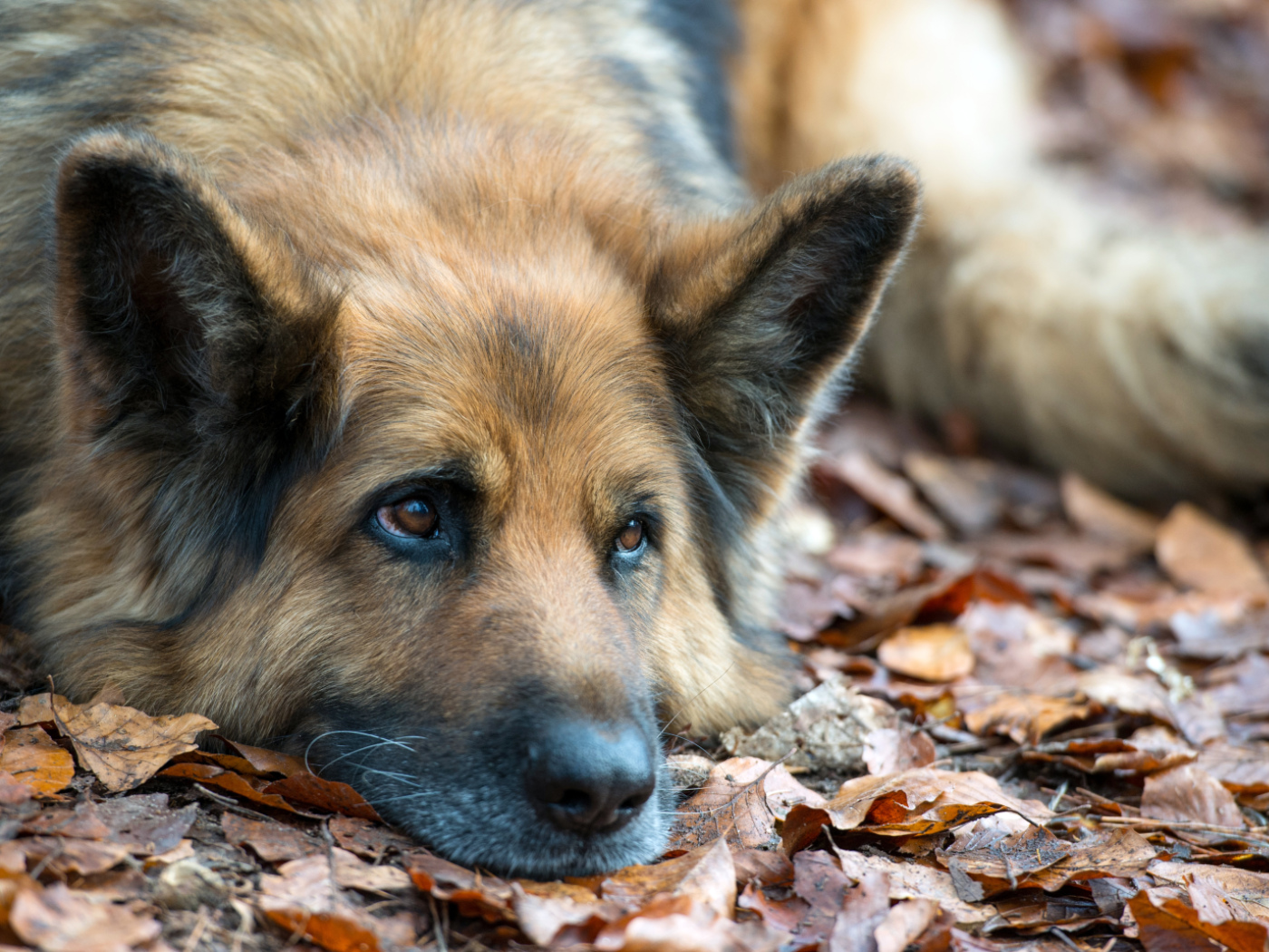 Swiss study shows the influence of humans on dogs’ brains