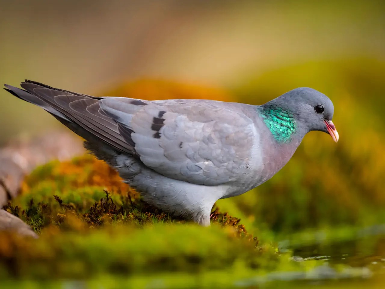 La colomba comune viene spesso trascurata. Si riproduce nelle cavità degli alberi create dal picchio nero, ad esempio. Vive nelle foreste e nei terreni agricoli.