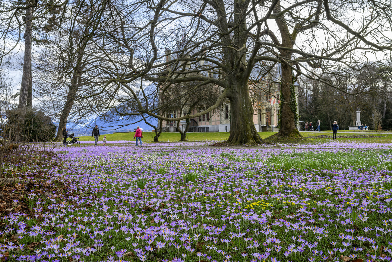 prato con crochi in fiore