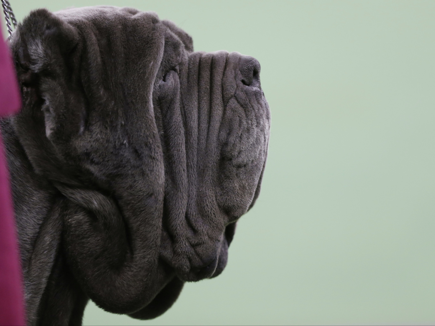 Dogs significantly change the air in homes