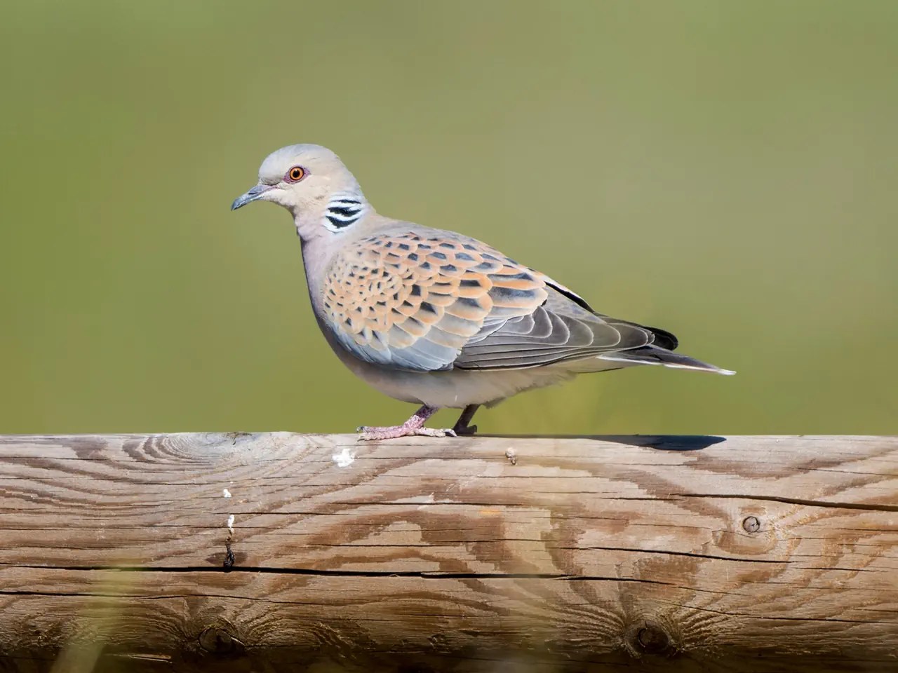 La tortora è molto più piccola del piccione urbano e si trova solo in campagna. È diventata molto rara in tutto il mondo, con un massimo di 400 coppie riproduttive in Svizzera. La tortora, simbolo dell'amore, rischia di scomparire.