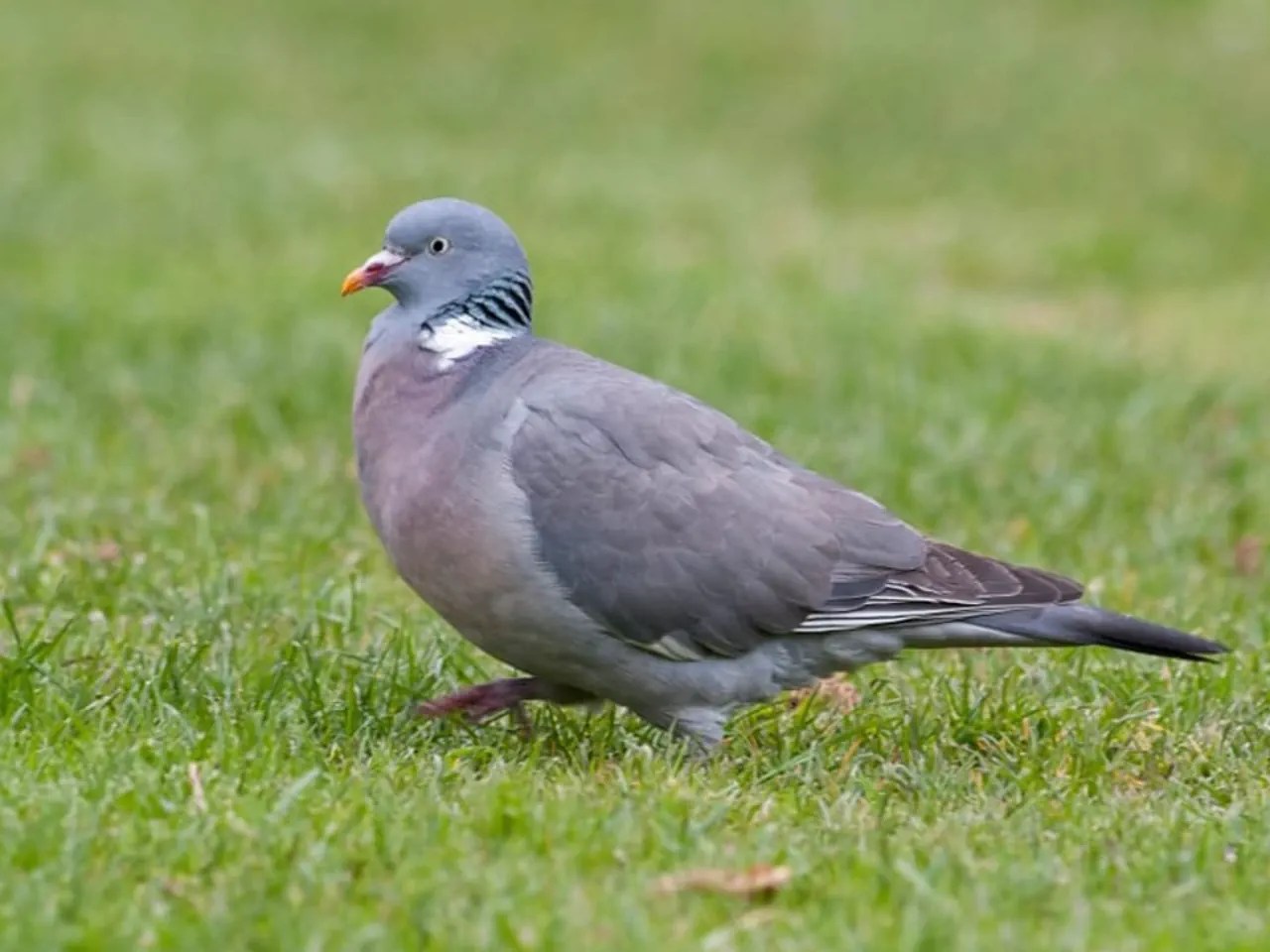 Il colombaccio è più grande del piccione urbano e per molto tempo si è trovato solo nelle foreste e nei terreni agricoli. Negli ultimi decenni, tuttavia, ha scoperto anche la città. In Svizzera ci sono molti più colombi di bosco che colombi urbani.
