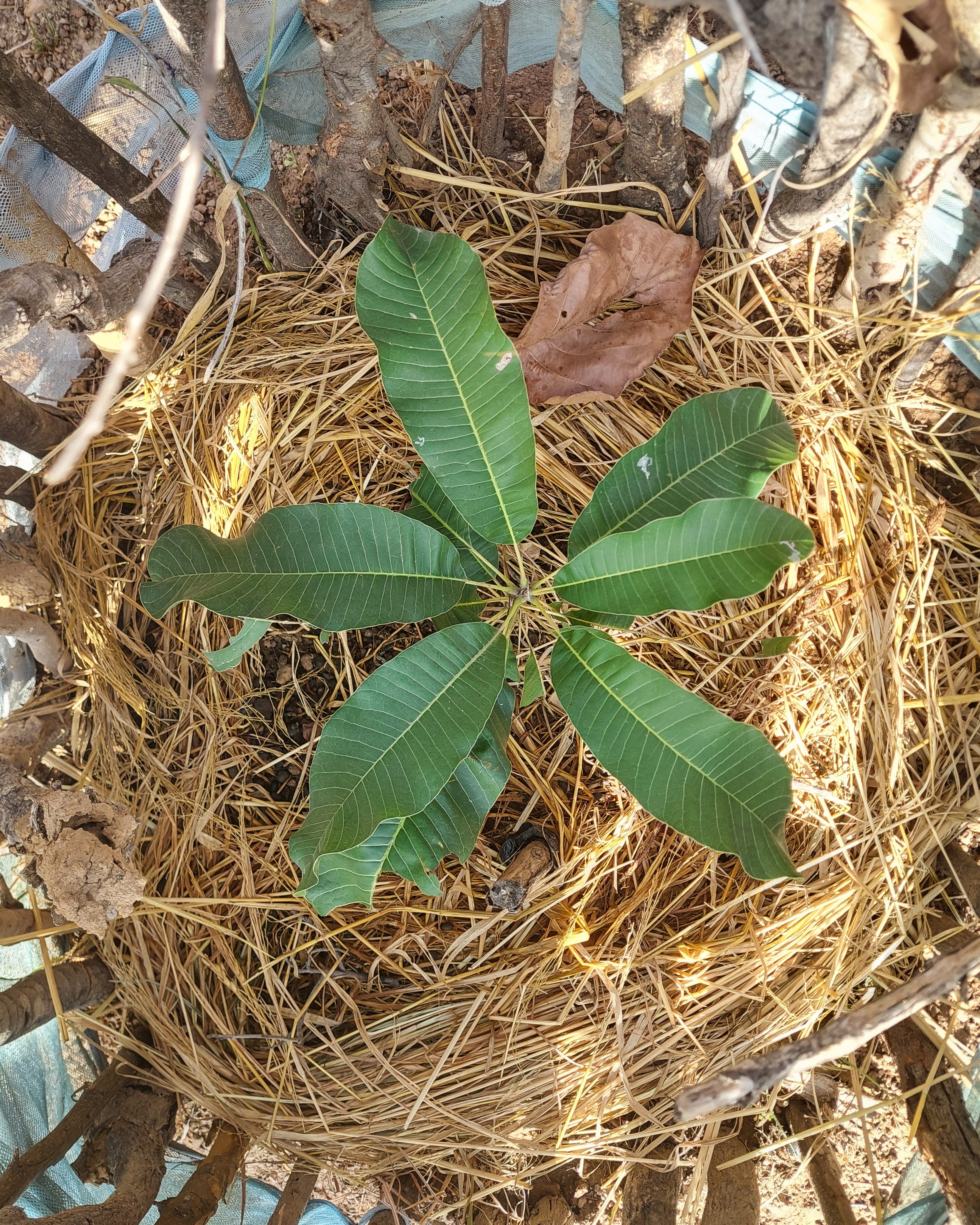 شتلة شجرة الكاريتي