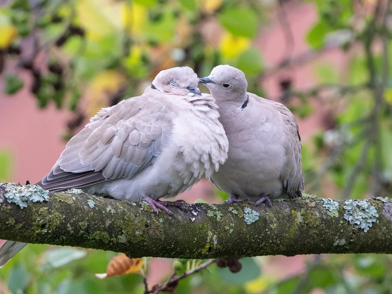 Gestione dei piccioni in Svizzera: cosa funziona davvero?