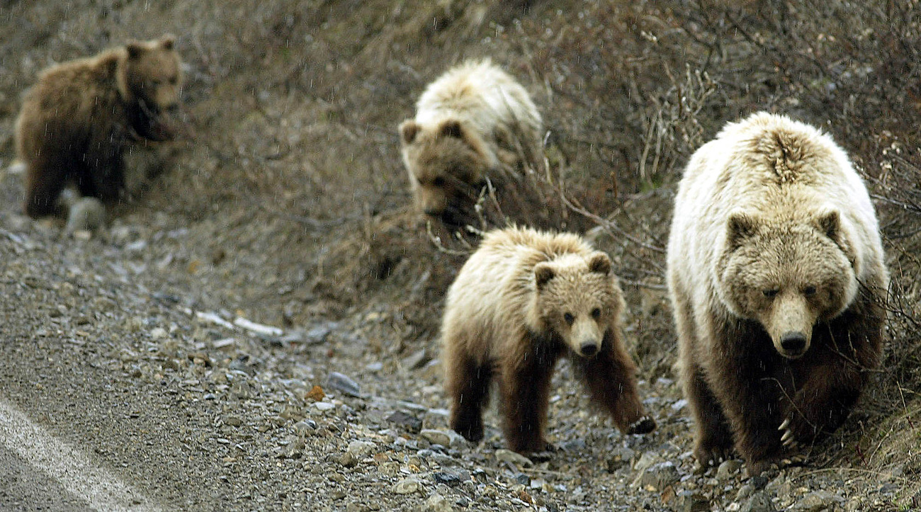 Swiss AI tool helps Alaskan ecologists research bears