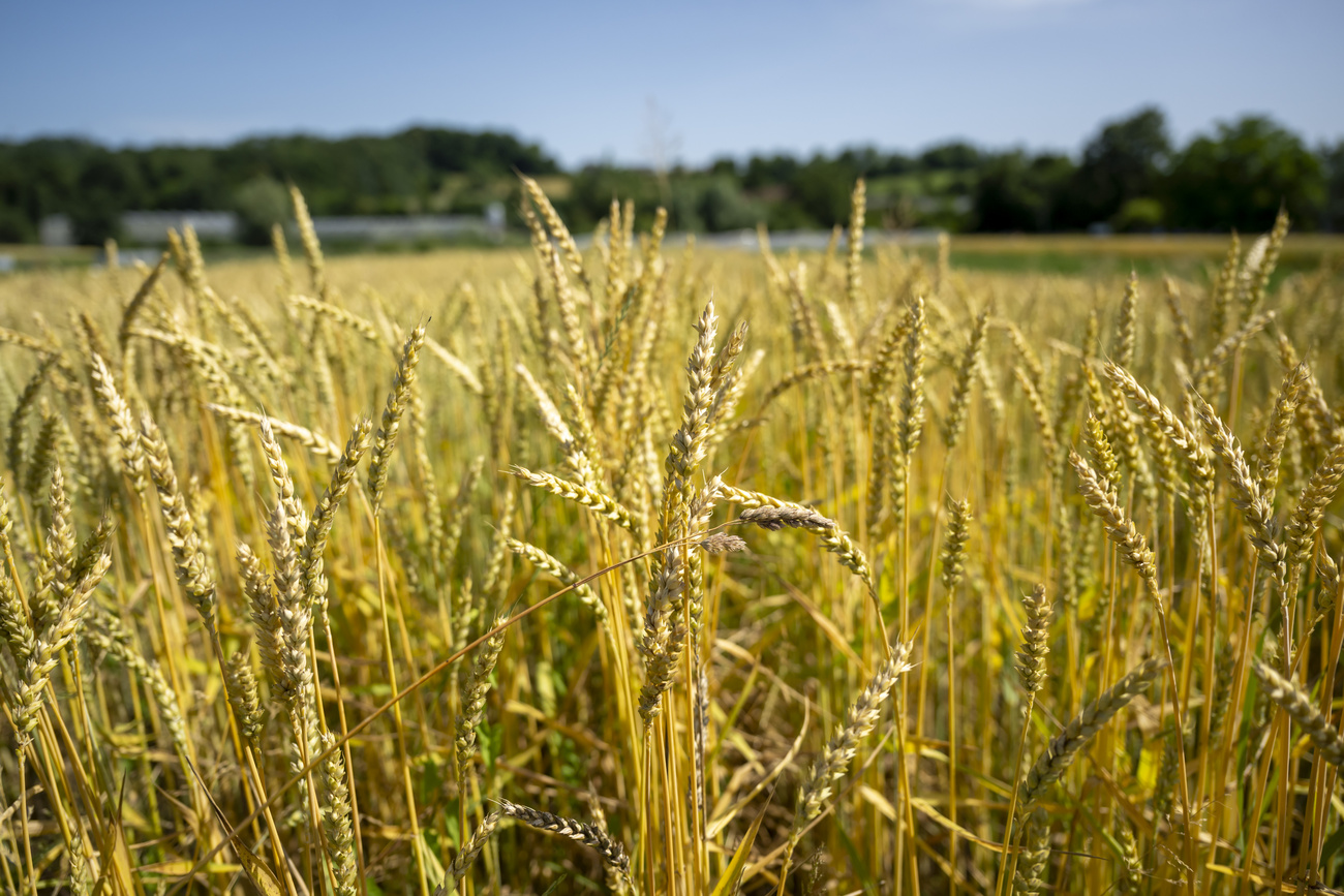 Swiss anti-GMO initiative handed in at Bern
