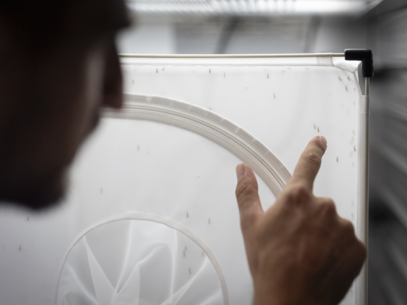 ricercatore indica zanzare (?)