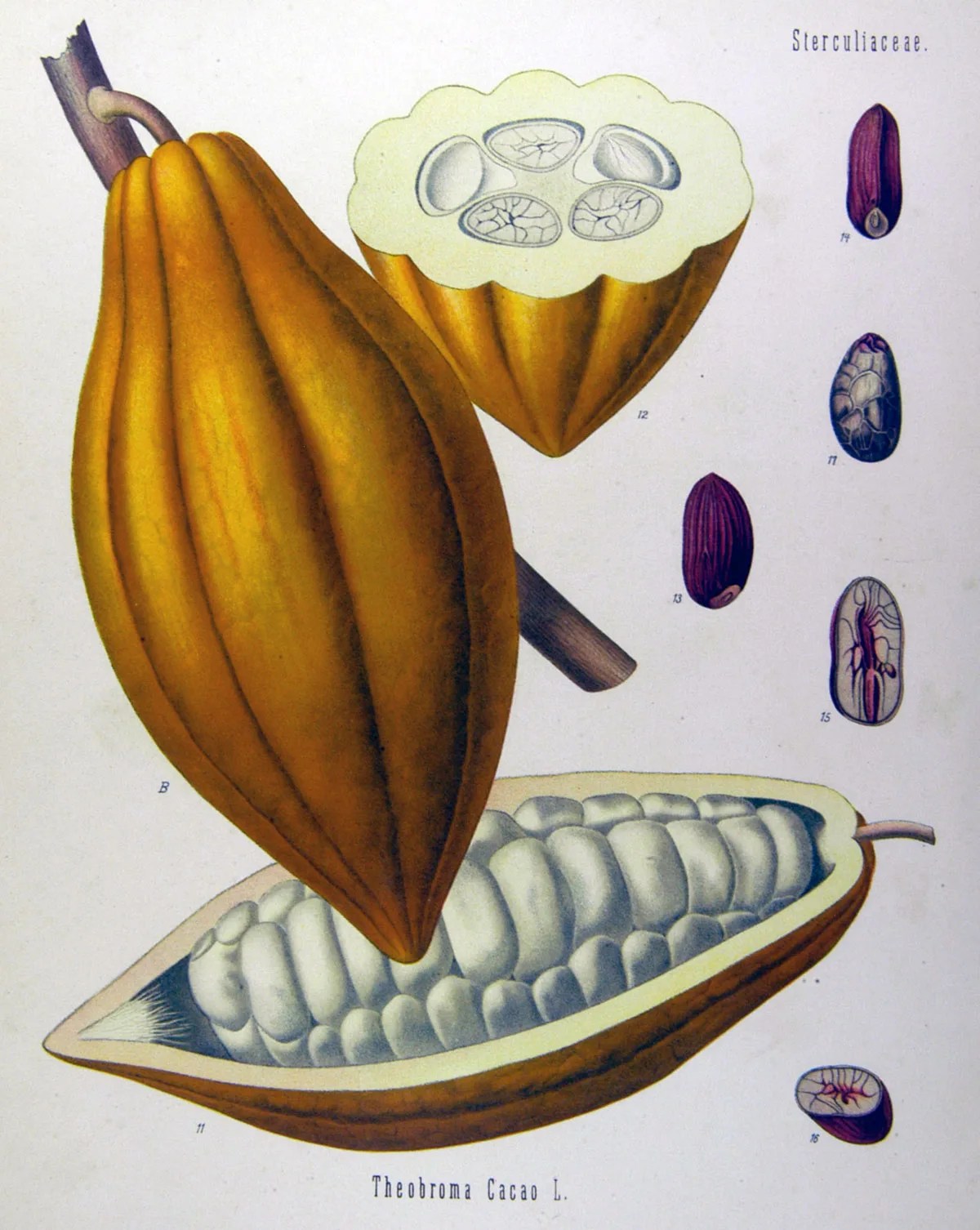 Planche botanique montrant une cosse et de graines de cacao.