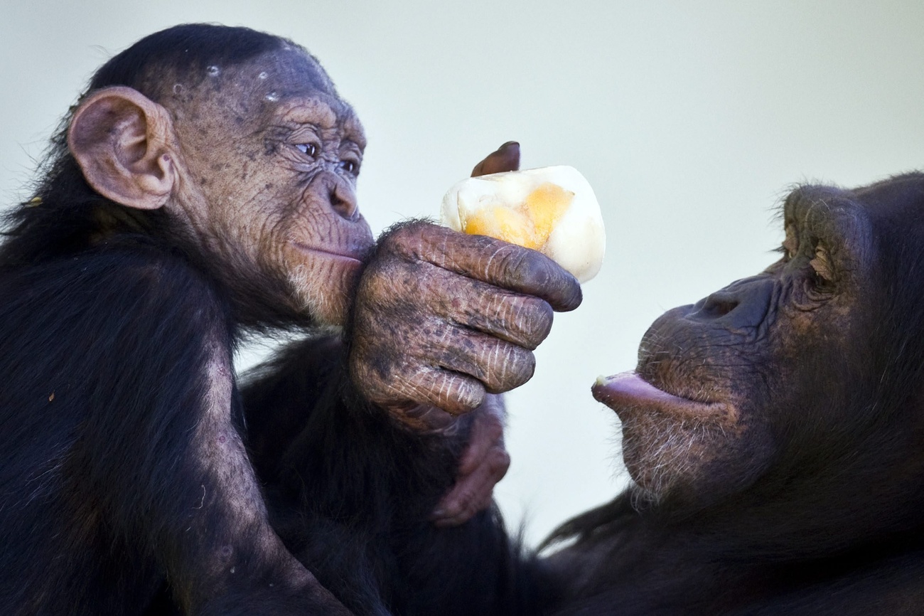 The chimp birth has sparked a debate about animals in captivity