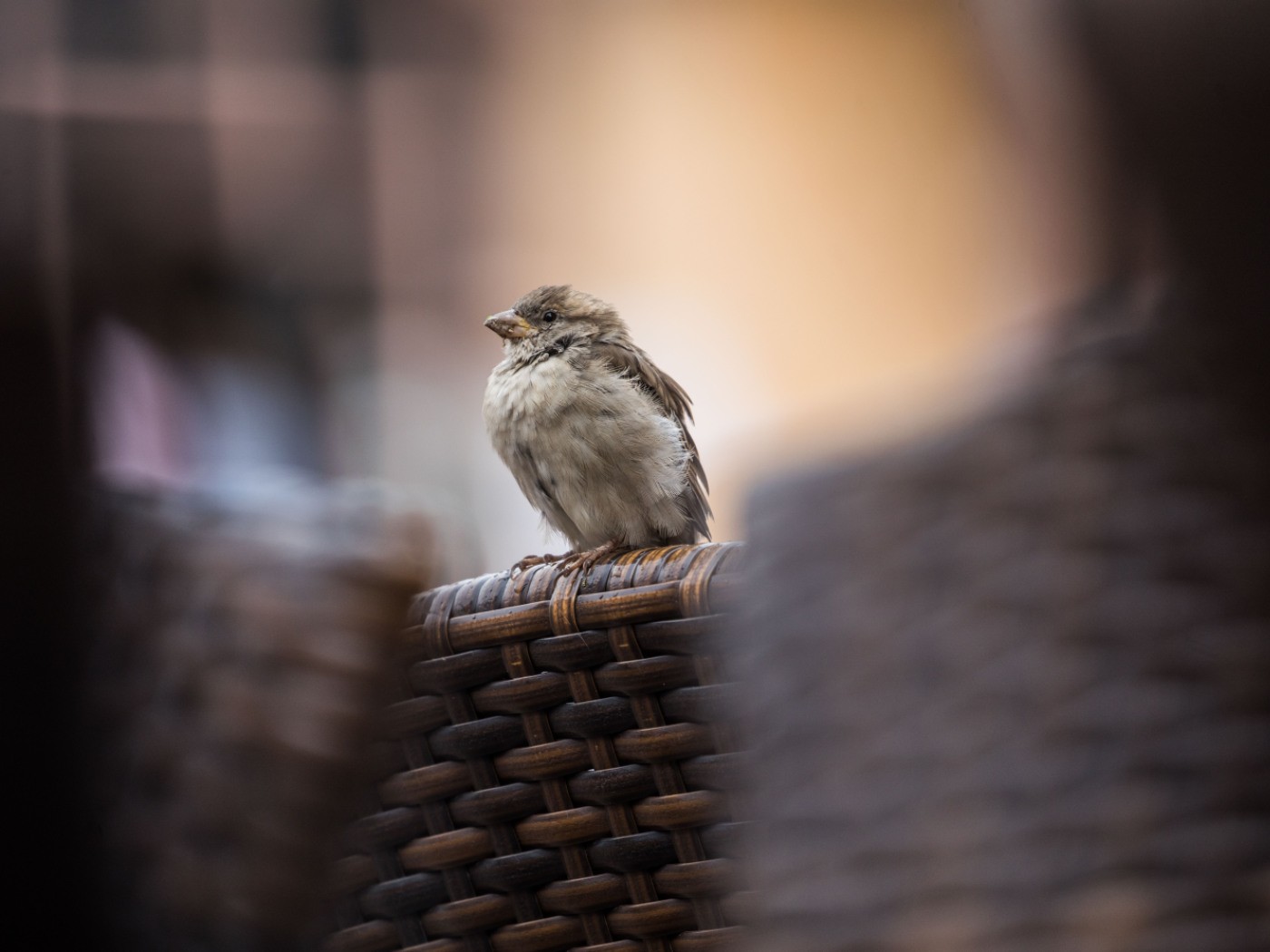 Sparrows, birds close to humans but in decline