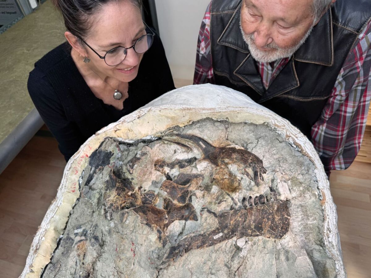 Rare young dinosaur skull discovered by Swiss team Rare young dinosaur skull discovered by Swiss team