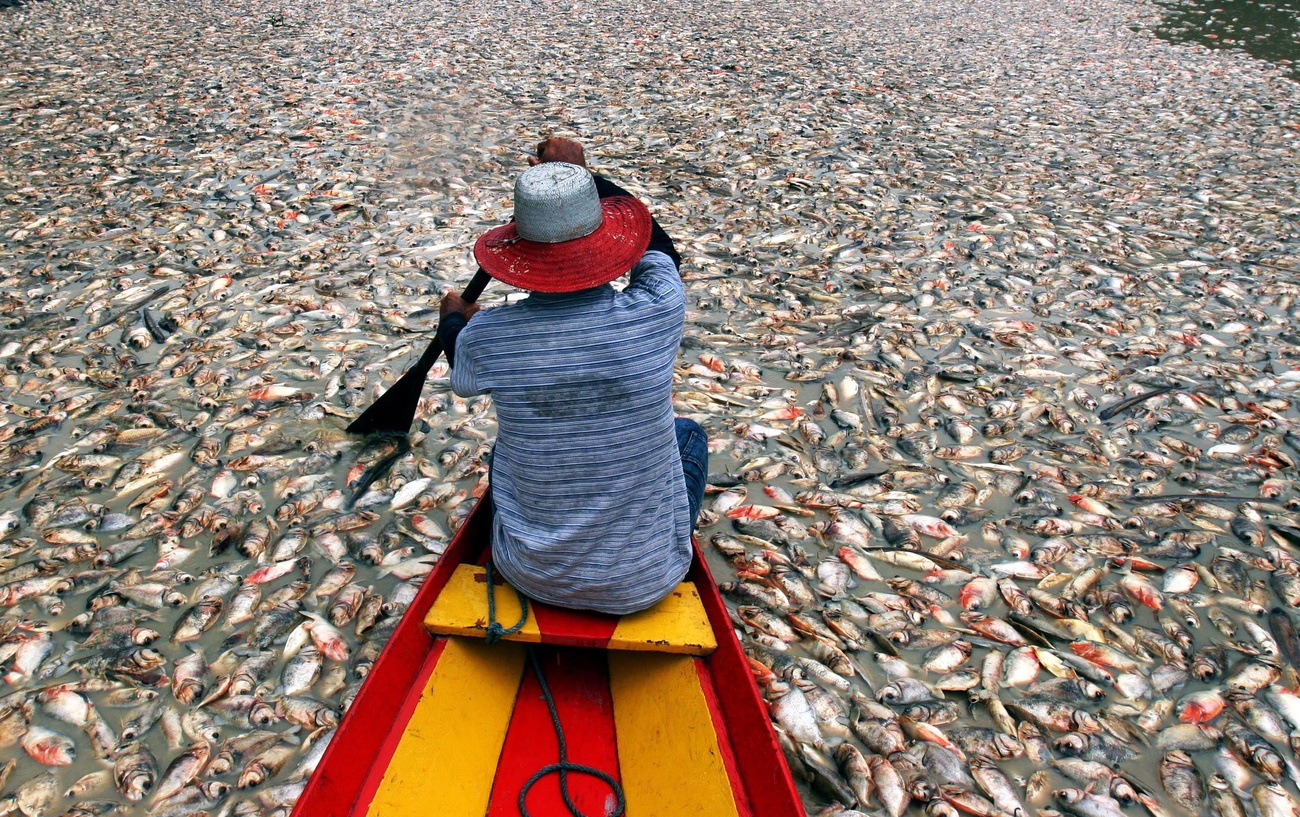 Homem remando em um rio cheio de peixes mortos