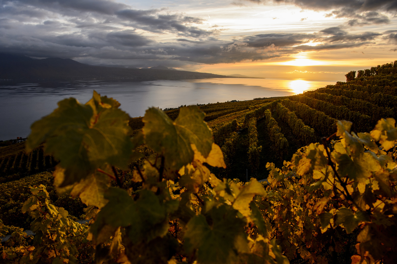 The famous Lavaux vineyards, on the shores of Lake Geneva.