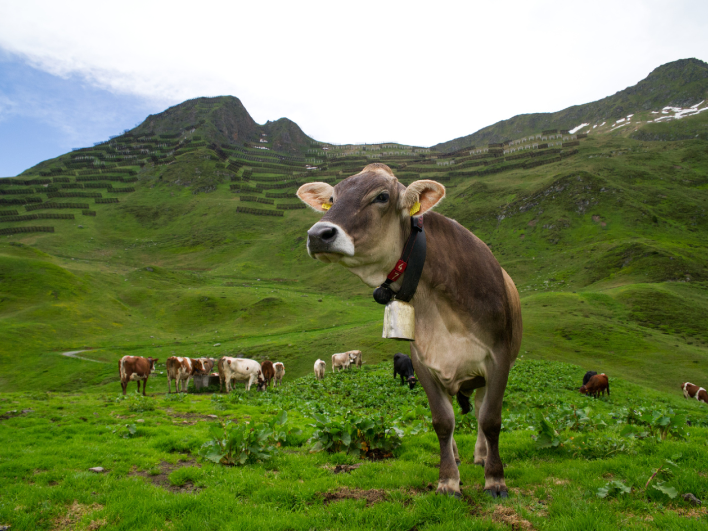 Switzerland wants to inscribe Alpine foodstuffs on the UNESCO list