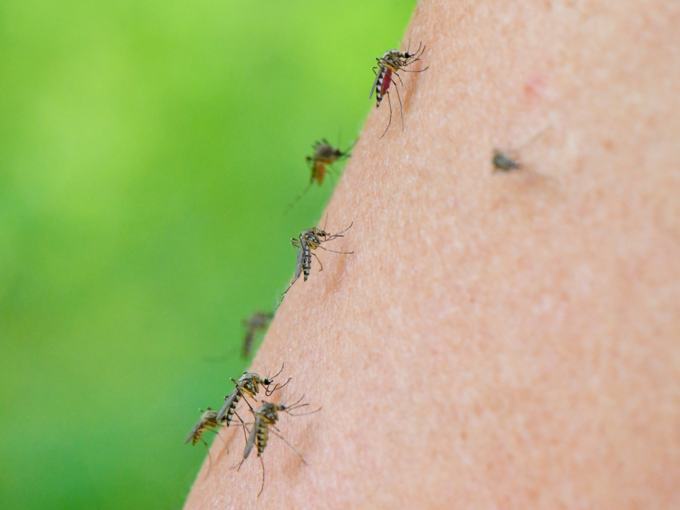 Dengue virus detected in mosquitoes north of the Alps for the first time