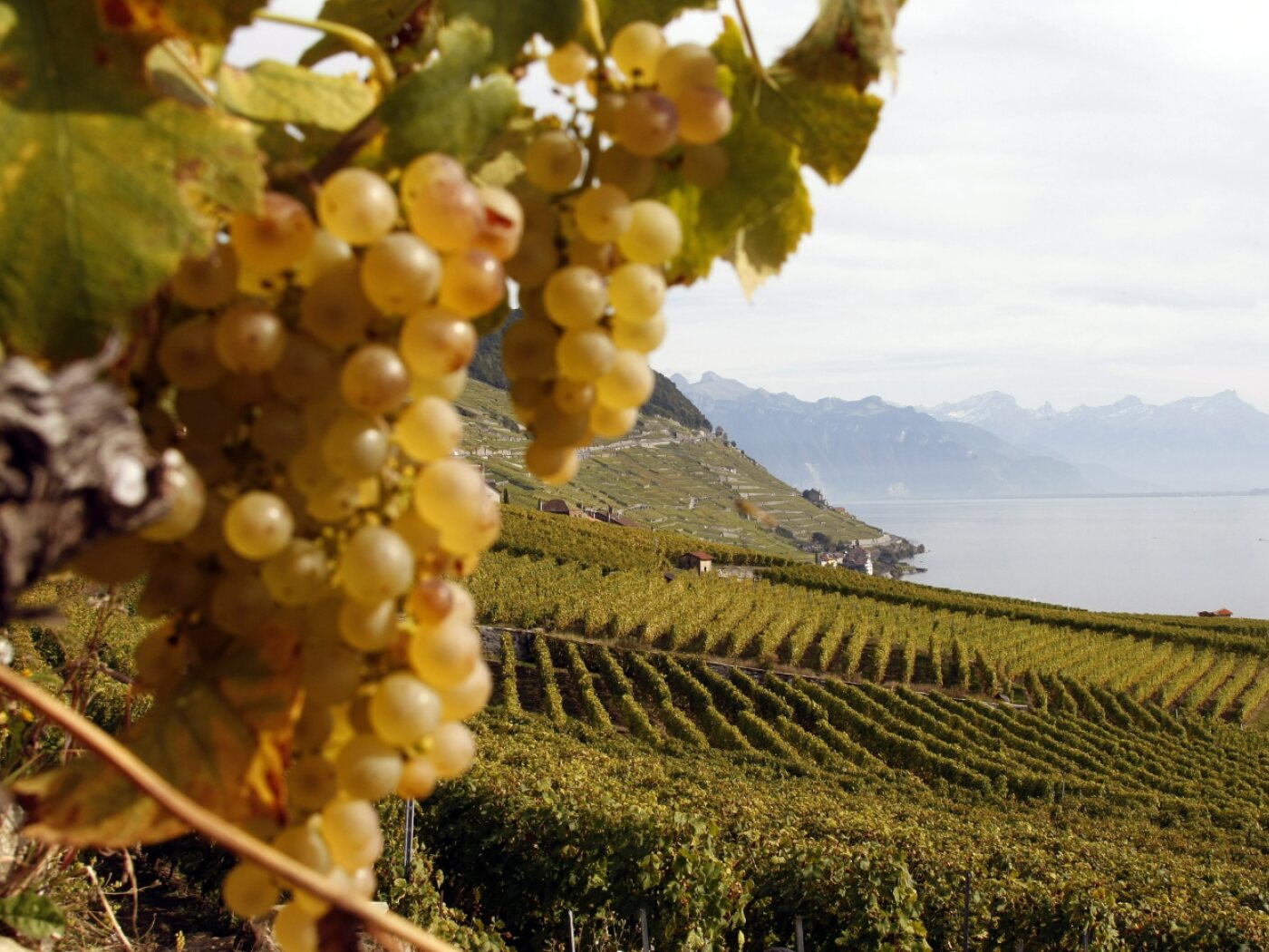 Thanks to good weather, 2025 vintage is of "excellent" quality