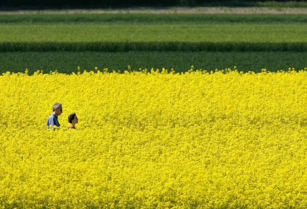 coppia passeggia in campo di colza fiorito