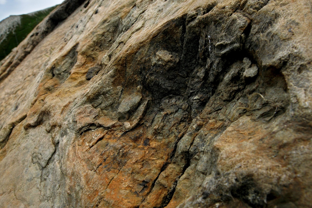 Traces fossiles sur une dalle de grès