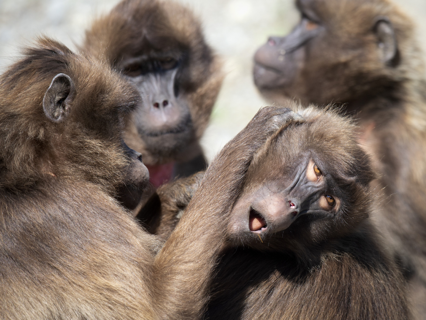 babbuino spulcia una ltro babbuino