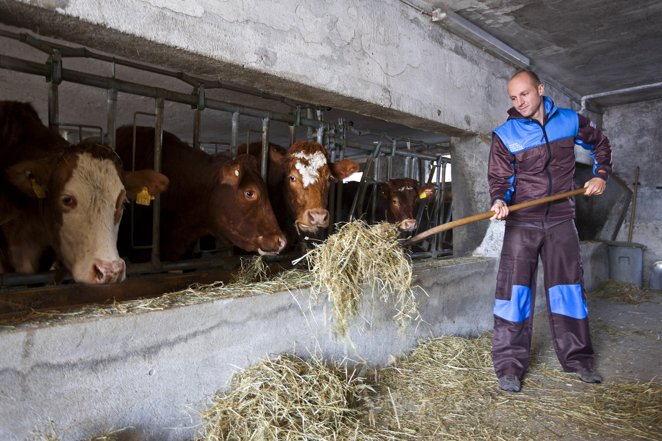 A civilian service worker feeds cows at the special education centre in Köniz, canton Bern, during a photoshoot for optional civilian service uniforms on February 11, 2009.