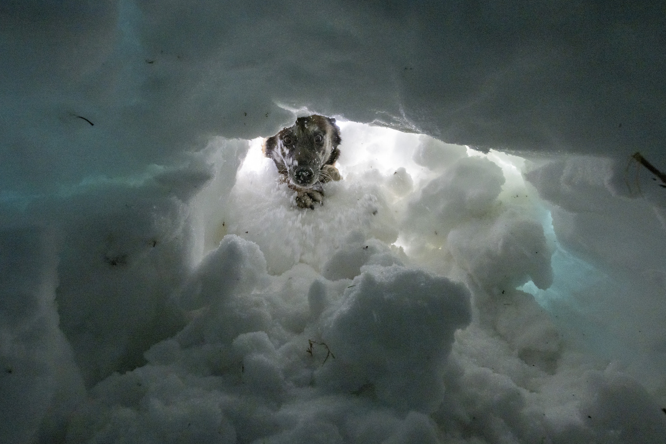 Il cane Quga all’opera durante il Campionato svizzero per cani da ricerca in valanga, il 28 febbraio sullo Stoos. (Keystone/Urs Flueeler)