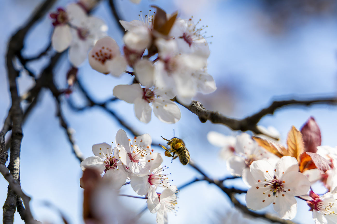 ape su fiori di ciliegio