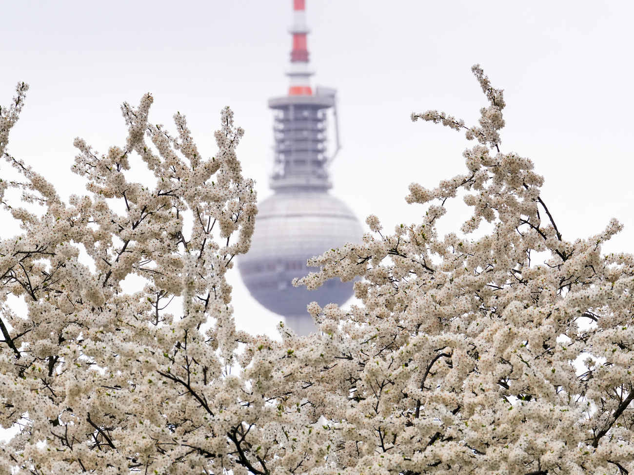 Un prunier cerisier (Prunus cerasifera) au feuillage luxuriant fleurit sous une légère bruine, avec la tour de télévision de l'Alexanderplatz en toile de fond