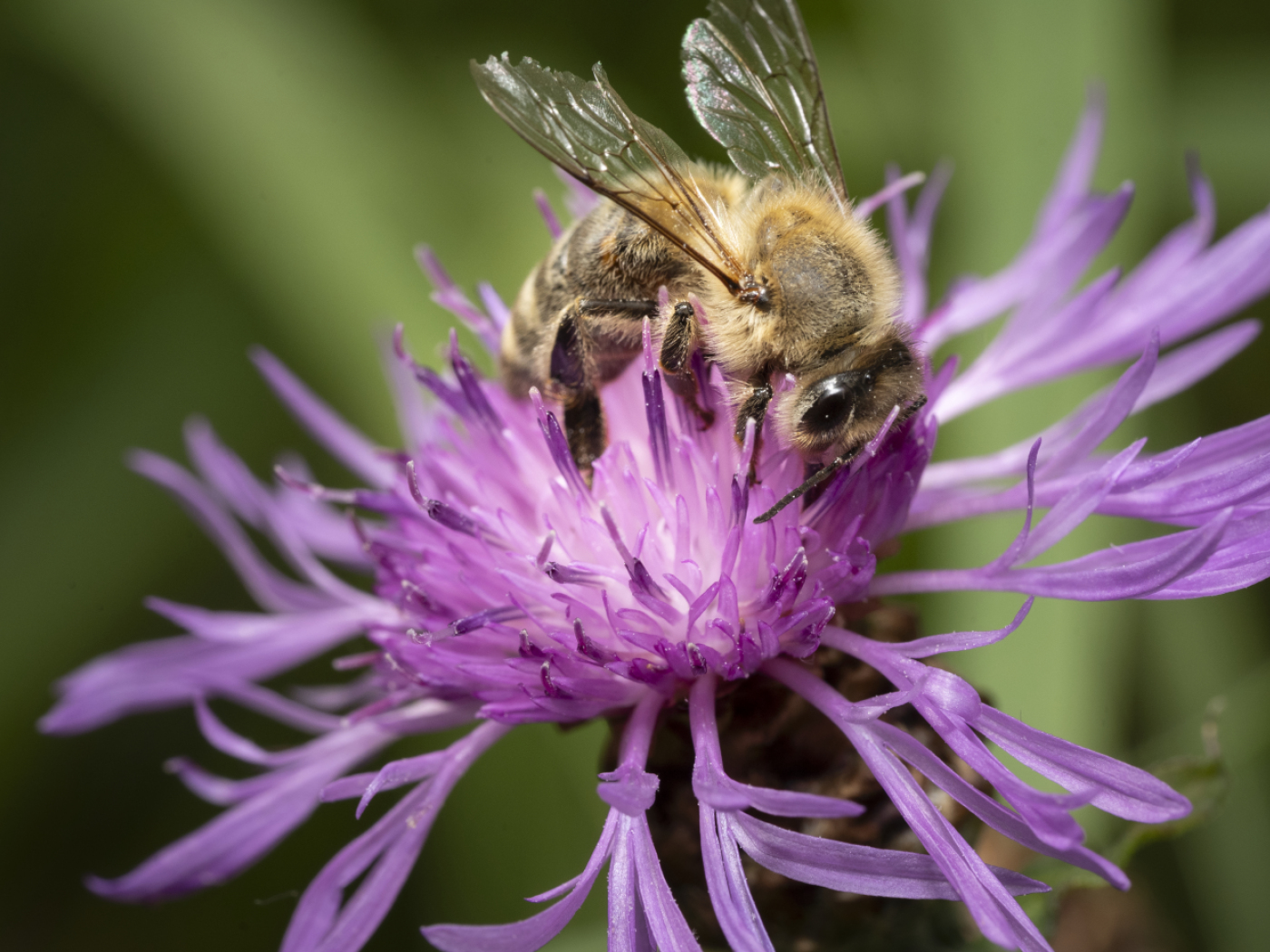 Protecting pollinators enshrined in the Constitution