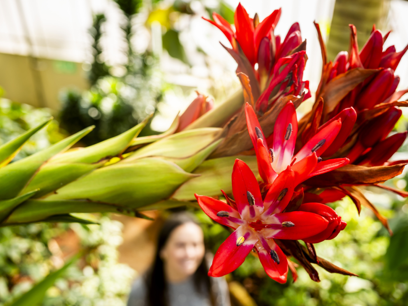 Rare giant spear lily flowers at Geneva Botanical Garden
