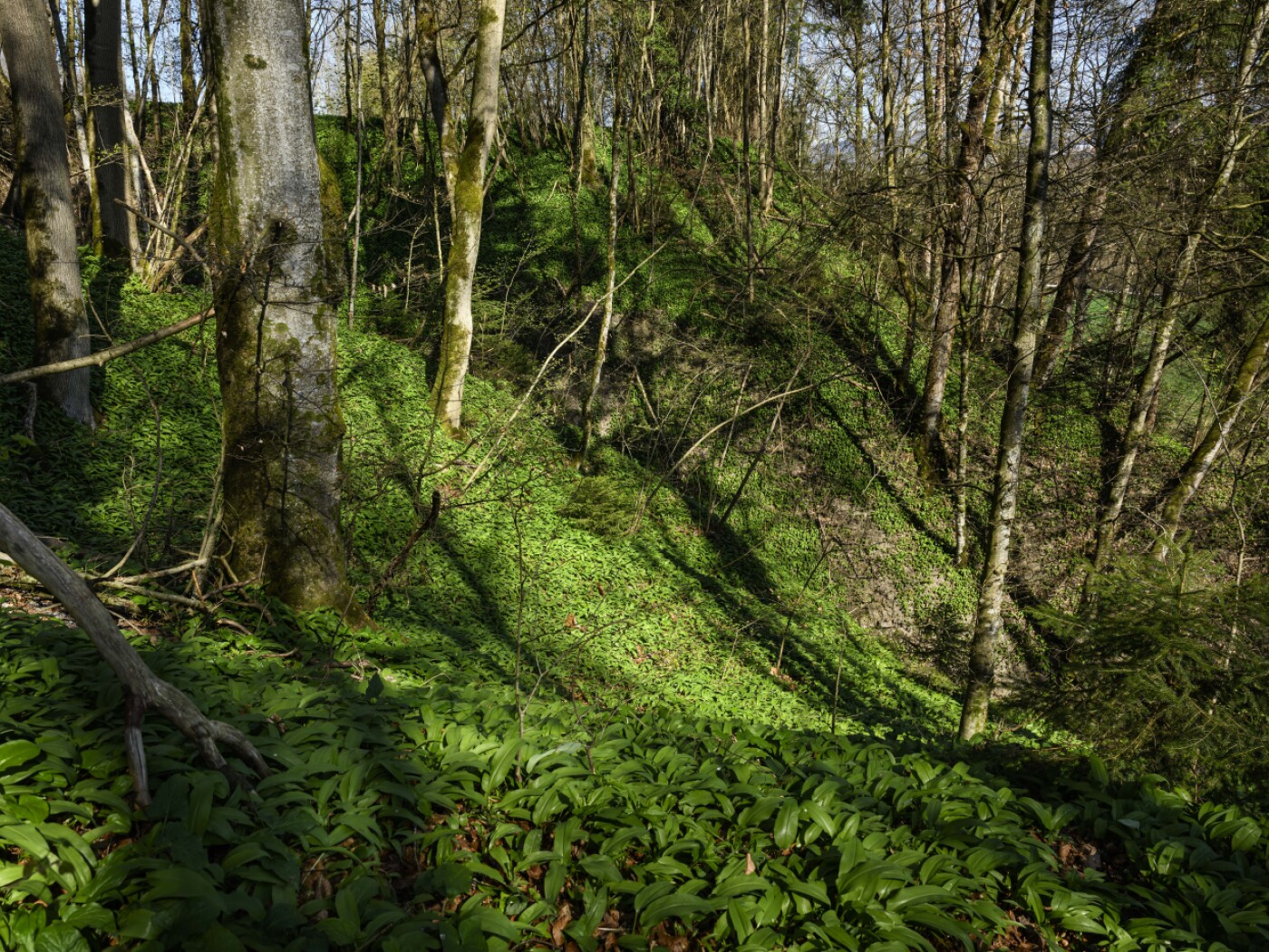 Few or the wrong young trees grow in Swiss forests