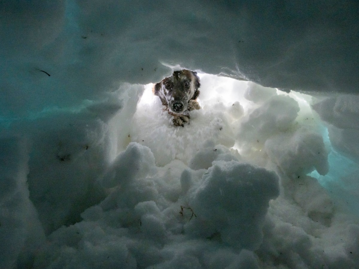 Avalanches have claimed 15 lives in Switzerland this winter Avalanches have claimed 15 lives in Switzerland this winter