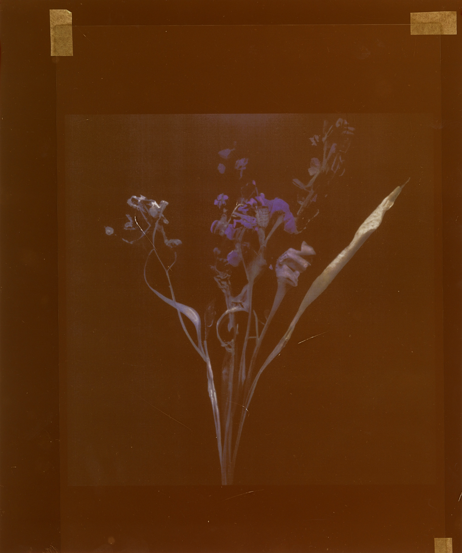 Les fleurs d’Akosua Viktoria Adu-Sanyah, jeune artiste germano-ghanéenne installée à Zurich.