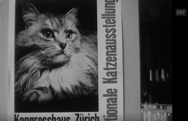 Poster mit Katze