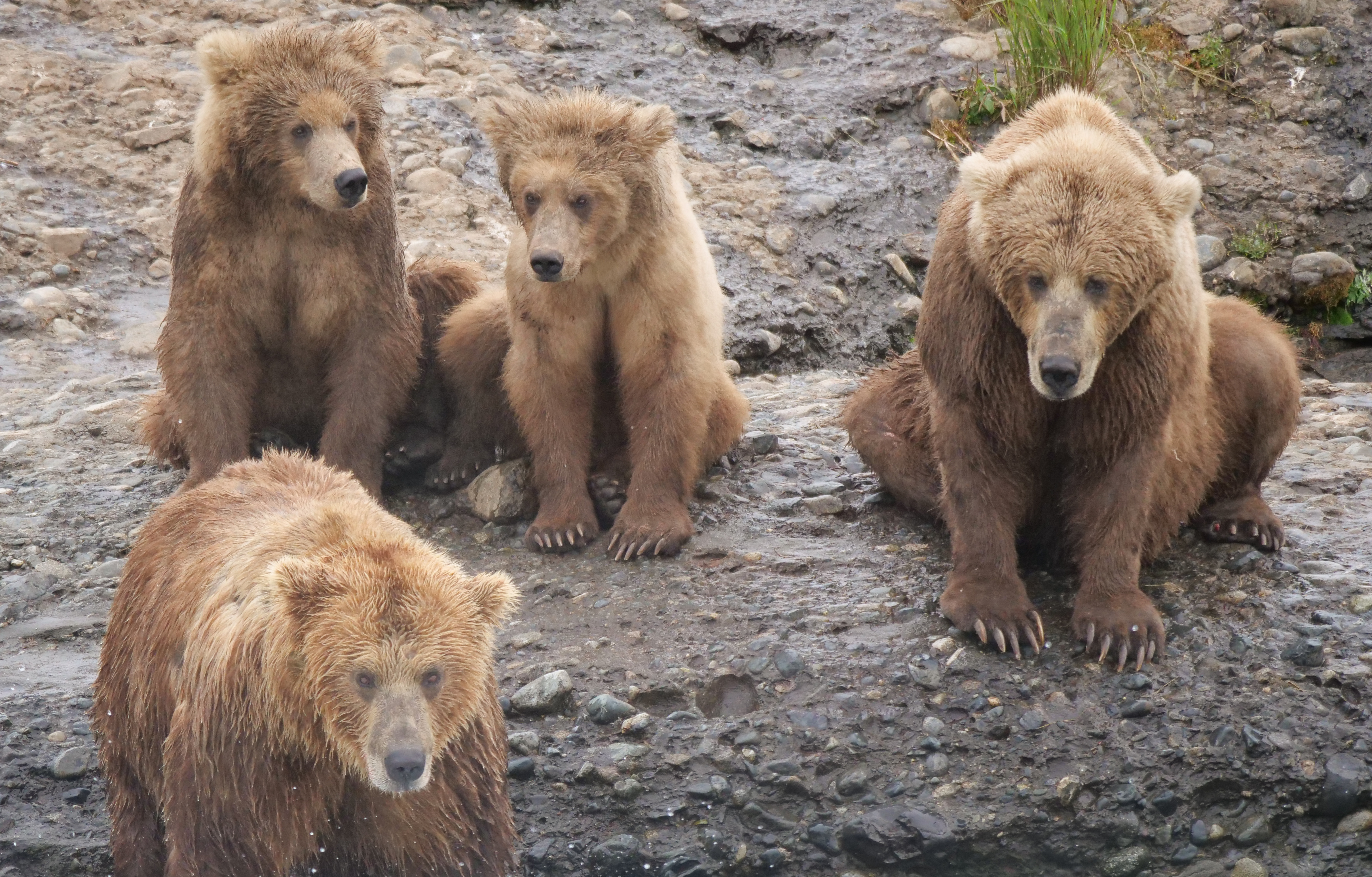 bears on the riverbank