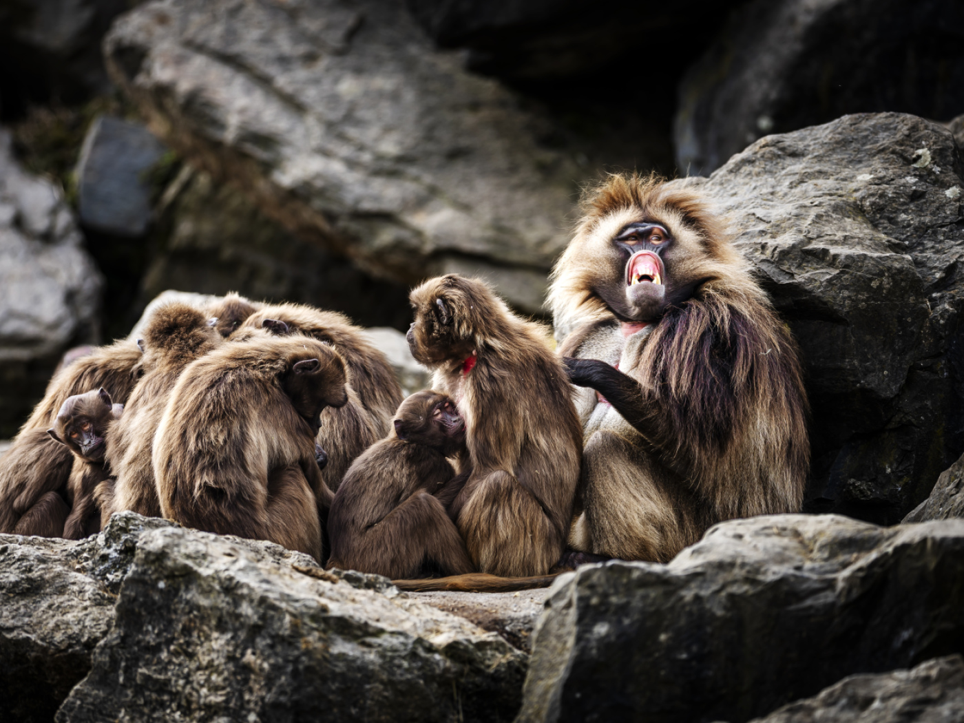 Zurich Zoo euthanises 10 surplus Ethiopian baboons