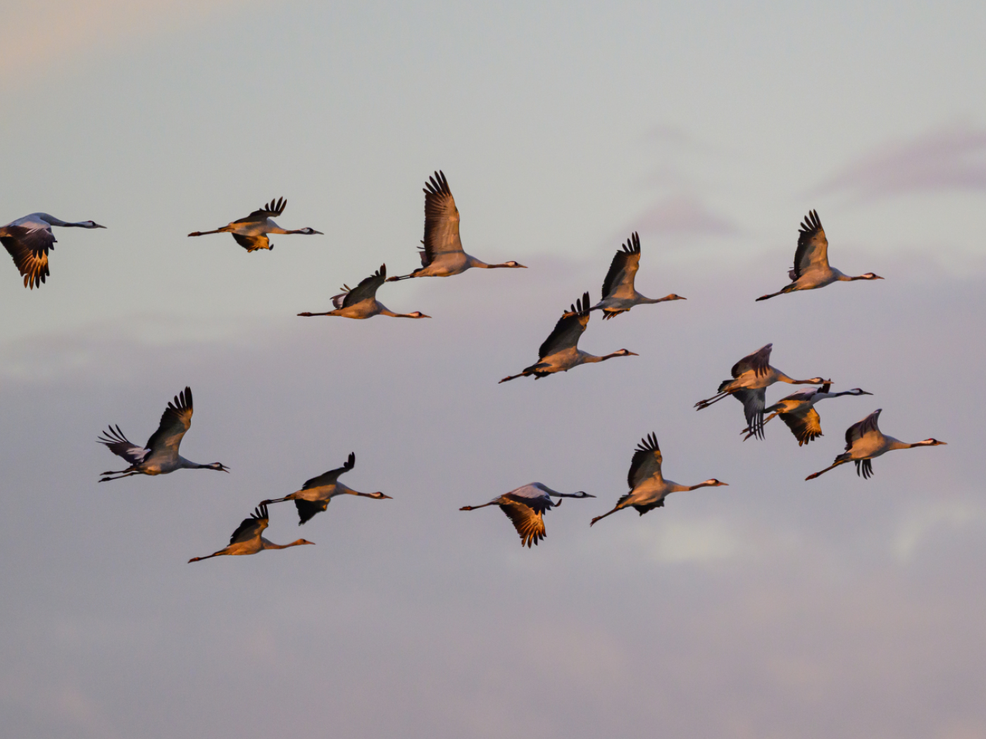 Record numbers of cranes are currently flying over Switzerland