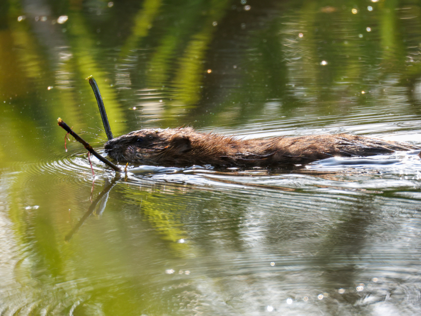 The beaver, a valuable ally for biodiversity, according to a study