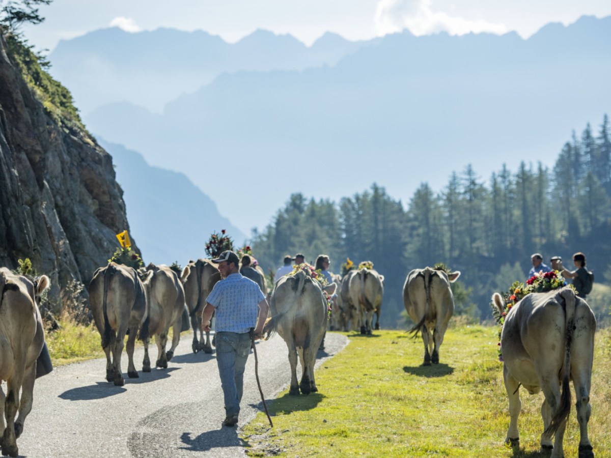 Swiss cow drive cancelled owing to building works Swiss cow drive cancelled owing to building works